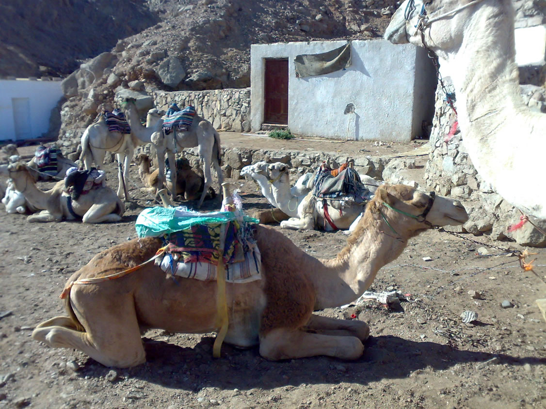 Верблюды на отдыхе