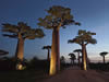 Alley of the Baobabs