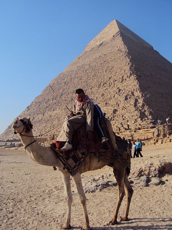 Верблюд на фоне пирамид