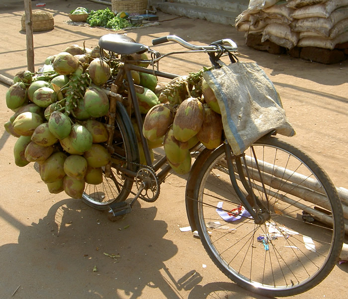 Индийский велосипед — кокосовоз