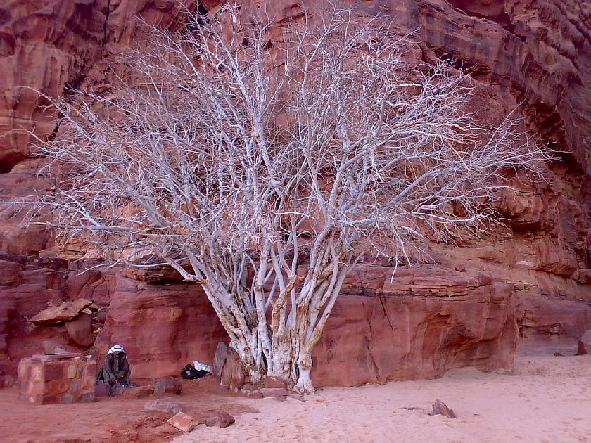 Бедуин и дерево