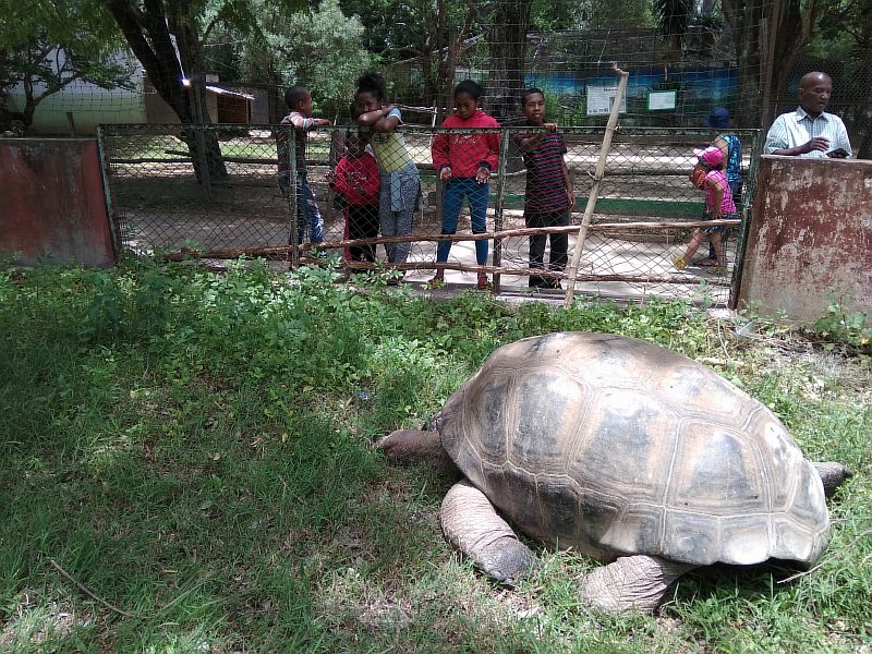 Большая черепаха
