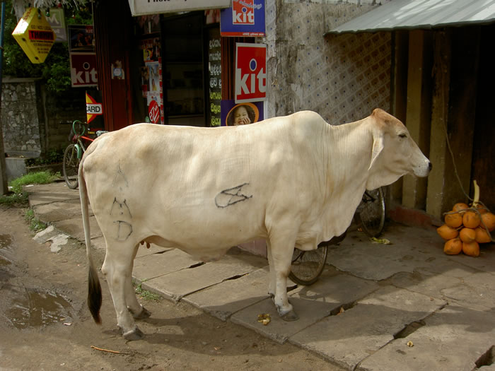 Корова с клеймом
