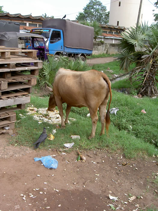 Корова кушает мусор