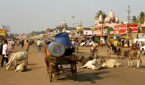 Коровы на индийских дорогах