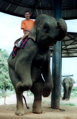 Дрессированный слон